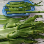 SerenaCucina - Insalata di puntarelle