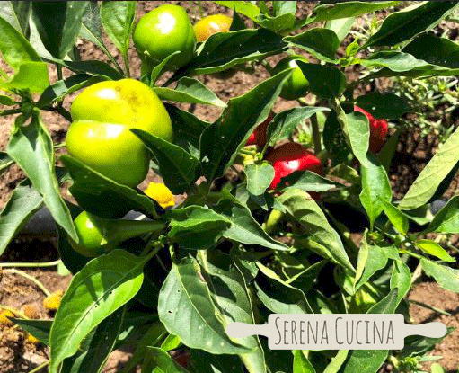 Peperoncini ripieni SerenaCucina